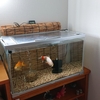 変わらずエサを食べ続けたい金魚