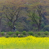 巾着田(きんちゃくだ)　菜の花と二輪草　埼玉県　高麗(こま)