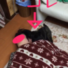 甲斐犬サンのひとり遊び〜Σ(° x °U)友達イナイカモッ⁉︎⁉︎