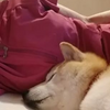 クリンへの想いは尽きなくて・・・15