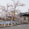 お散歩中にお花見🌸