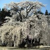 飯田市周辺の桜