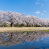桜並木の水鏡