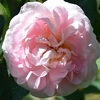 薔薇の香りのお話8・・・アルバローズ　`メイデンズ・ブラッシュ'