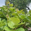 【農作業日誌】キウイの剪定作業