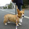 ワンコ連れの新幹線で帰省しました