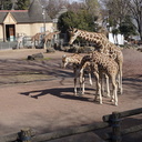 動物園へ行こう〜大人の自由研究〜