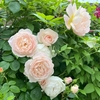 花持ちが良いERならコレ！清楚可愛いバラ「デズデモーナ」