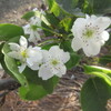 狂い咲き、今梨の花盛り