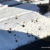 雪の下から咲く黄色い花