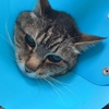 ねこ75話　エリカーズ。