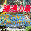 ブセファランドラ水槽！濾過力最強！手間要らずの放置水槽作ってみた