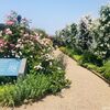 【2021年】丘陵公園の満開のばら＆ローズカフェの赤ばらソフト♡