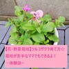 【花育】ツルコザクラ育て方☆栽培が初心者のママでもできるよ！－体験談－