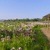 2022年の乙戸水生植物園のアヤメ（２）（土浦市）～つくば市とその周辺の風景写真案内（８０５）