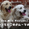 ワンコと起こせよムーブメント｜愛犬と笑顔が広がる毎日を始めよう