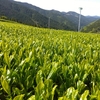 一番茶シーズンの茶畑