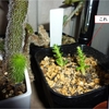 Austrocylindropuntia floccosaの実生 6ヶ月目ぐらい