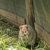 こども動物自然公園　東園　クオッカは微笑まない