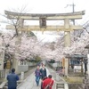 向日神社の桜。窓から見た光景。