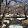 冬の猪苗代（川桁）観音寺川に行ってみた！（人気お花見スポット）