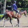 １０日の検疫で美浦・田中博厩舎へ帰厩しています。☆エディストーン