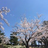 日立の桜