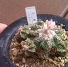 花籠　タネまき