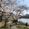大阪、今年の花見は自粛を…松井・大阪市長が一転してお願い