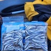 2月3日(土)浦山ダムわかさぎ釣り爆釣継続！