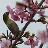 メジロと河津桜