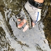 郡上吉田川等にてアマゴ5匹釣れました。