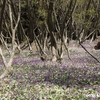 2022/04　オンソリ山に登る貝と蛙（カタクリを求めて）