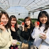 完熟いちご🍓狩り情報　3月4日(水)開園日です‼️✨🍀