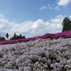 伊豆ヶ岳に登って秩父で芝桜を見にいった山旅