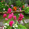 荒れた庭の再建。。。