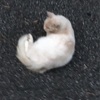 ご近所、にゃんこさん
