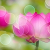 ハスの花の写真をめぐって（２）