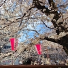 目黒川の桜見てきた2023！