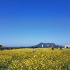 済州島(チェジュ島)春のフォトスポット　#菜の花が咲く岬「ソプチコジ」