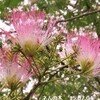 ハスの花・レンコン・極楽浄土