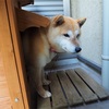 今日の柴犬の小麦さん