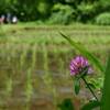 舞岡公園のアザミ