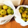 【梨のジャム】大量の梨が手に入ったのでジャムを作りました。