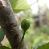 初サクランボの実　沢山の花粉　The first cherry fruit