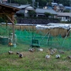 田んぼの外に放して自由に草を食べてもらう