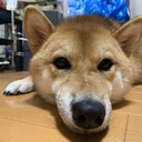 ペットとの生活をより幸せに