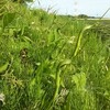 カラスビシャクの塊茎は生薬半夏（はんげ）