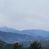 高尾山　春の花　ユキワリソウ　ユキワリイチゲ