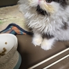 新顔うーちゃん
